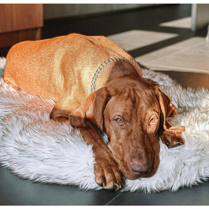 Pet Luxury Orthopedic Dog Bed