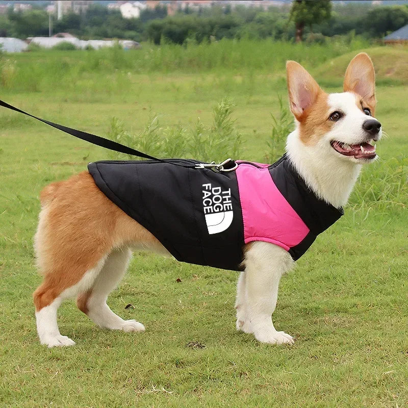 Pet Dog, Jacket, Coat, Vest